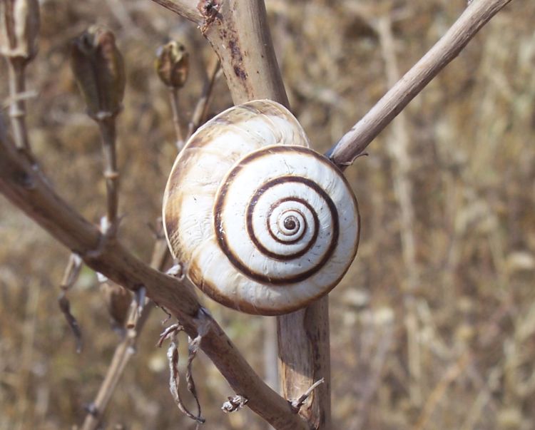 Gasteropodi da identificare